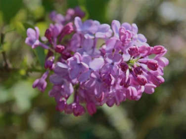 sf botanical garden lilac  